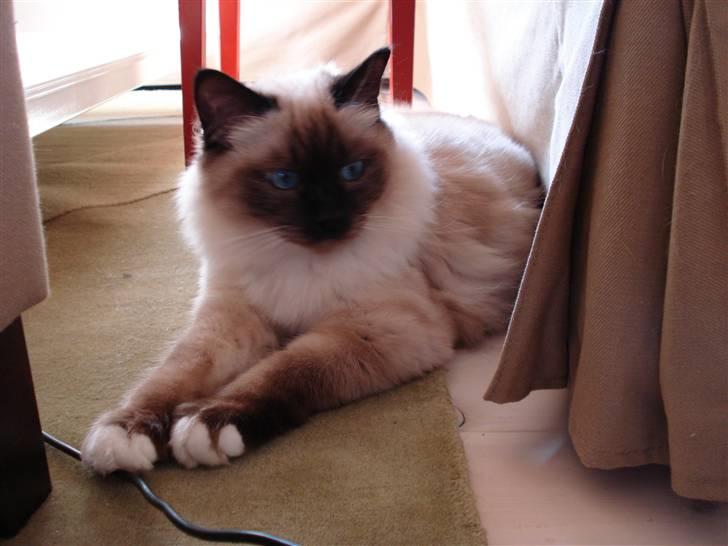 Hellig Birma Morris billede 19