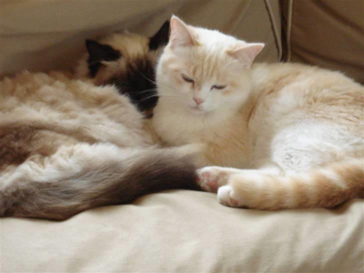 Hellig Birma Morris billede 20