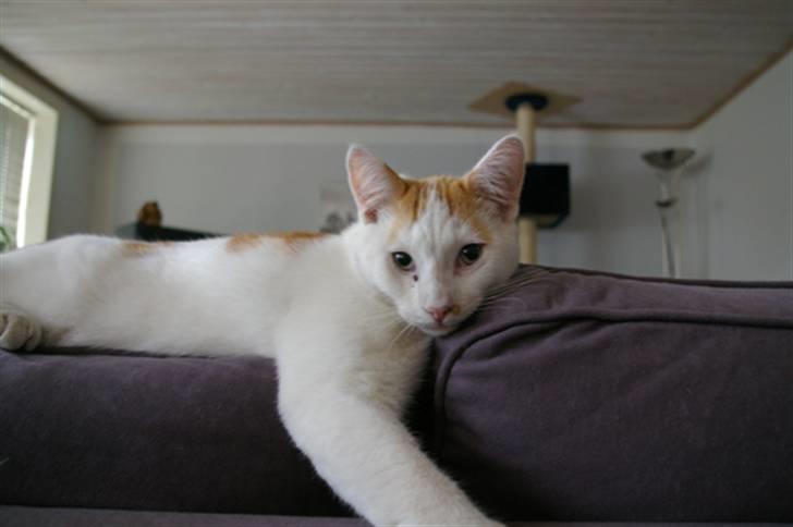 Blanding af racer Phoenix billede 13