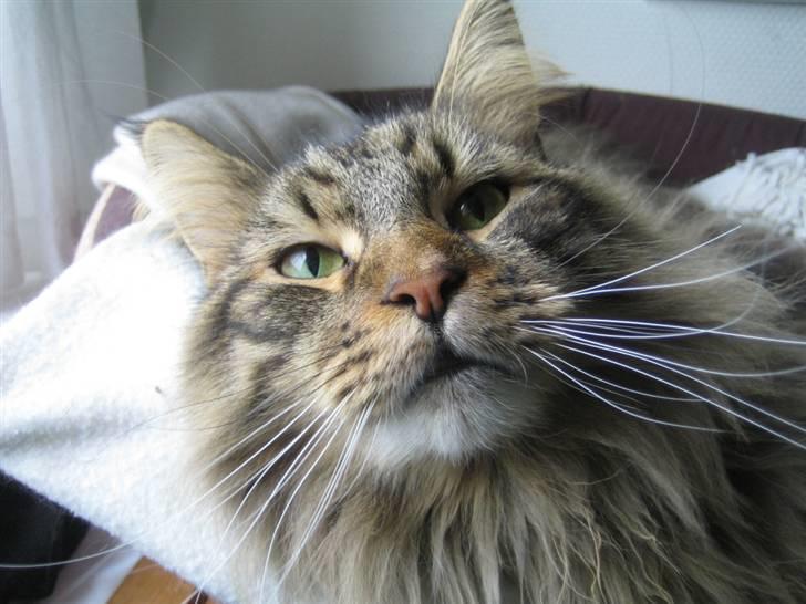 Blanding af racer Albert billede 1