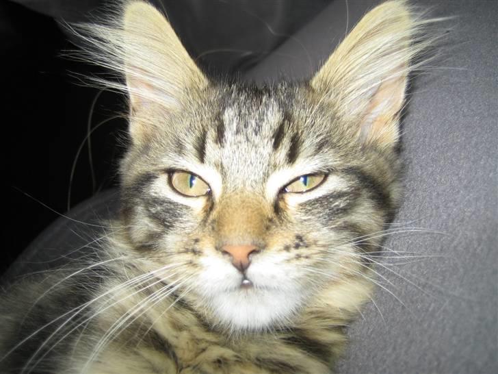 Blanding af racer Albert billede 2