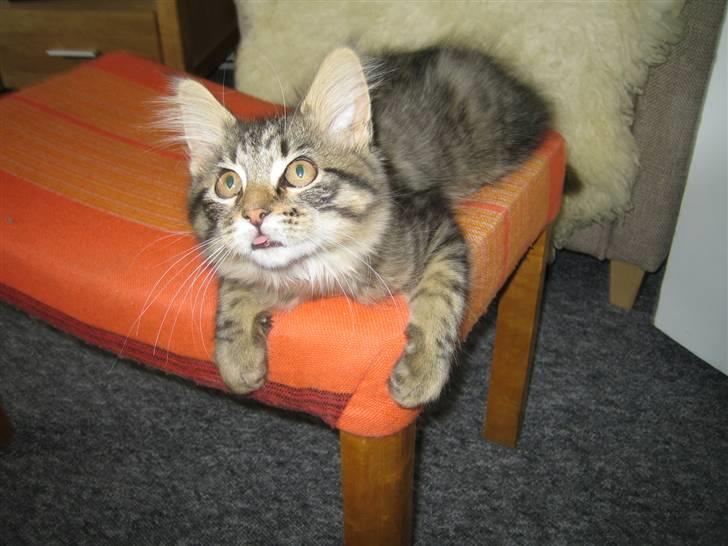 Blanding af racer Albert billede 8