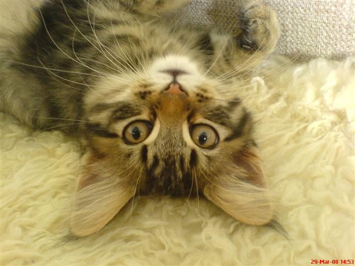 Blanding af racer Albert billede 9