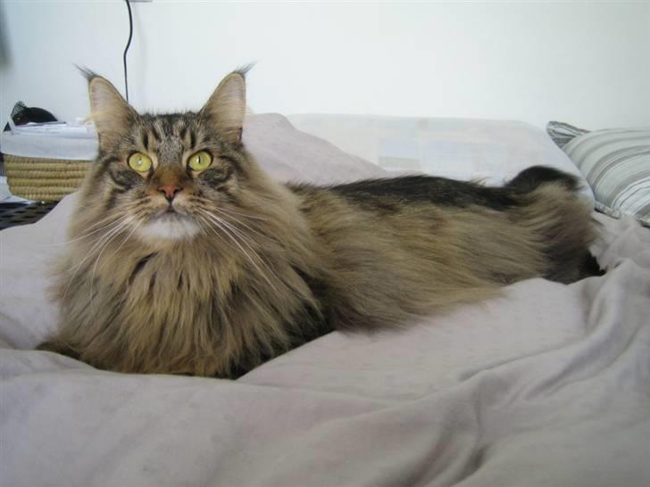 Blanding af racer Albert billede 13