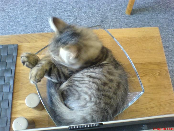 Blanding af racer Albert billede 14