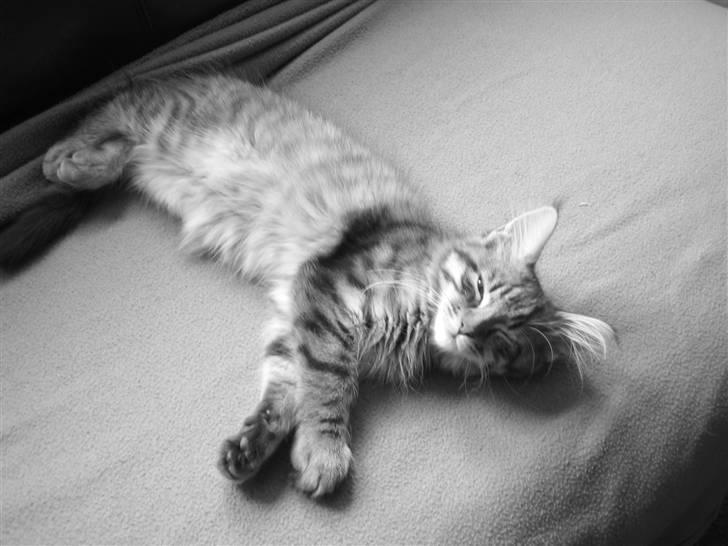 Blanding af racer Albert billede 17