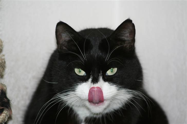 Huskat Thorkild - Ska´vi kysse....? billede 1