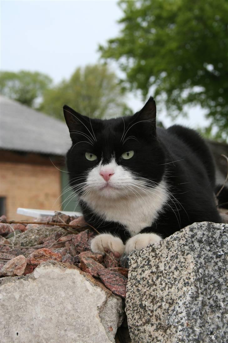 Huskat Thorkild - Holder udkig efter evt. guf på stengærdet billede 2