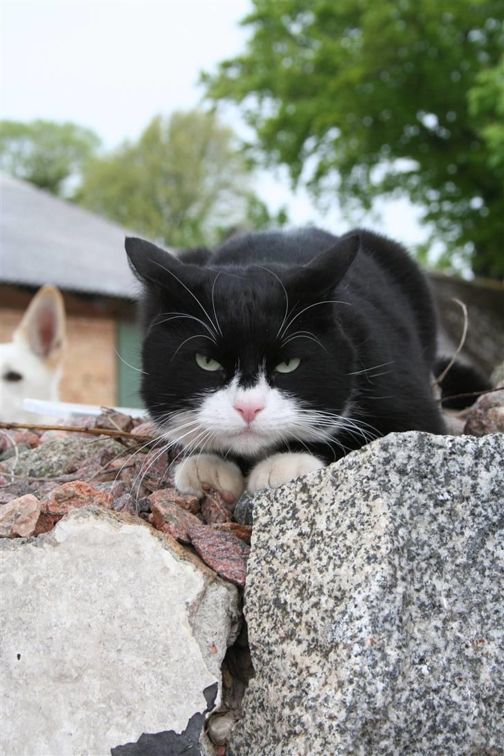 Huskat Thorkild - Ska du ha´en røvfuld...? billede 3