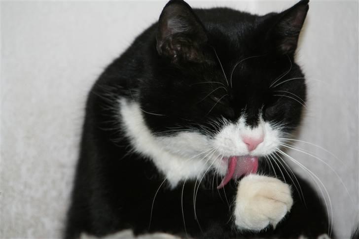 Huskat Thorkild - Store vaskedag... billede 4