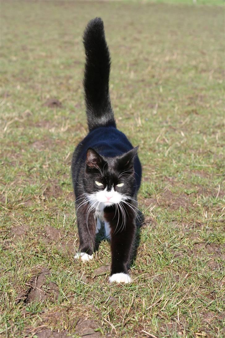 Huskat Thorkild - Pas på mus og pipser.. her kommer Thortkild med høj halerejsning.. billede 5