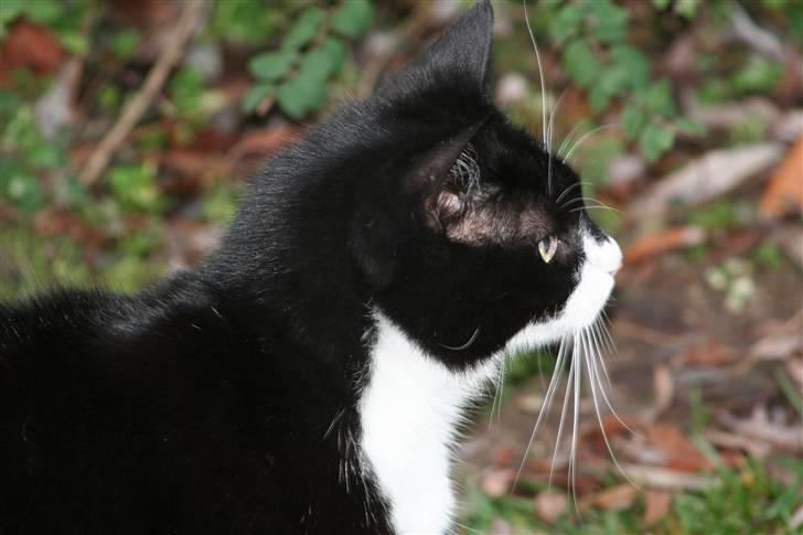 Huskat Thorkild - Smuksak billede 7