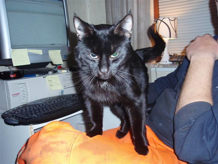 Huskat Blackki billede 16