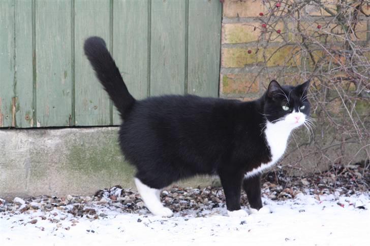 Huskat Thorkild - Thorkild vaks og vågen billede 8
