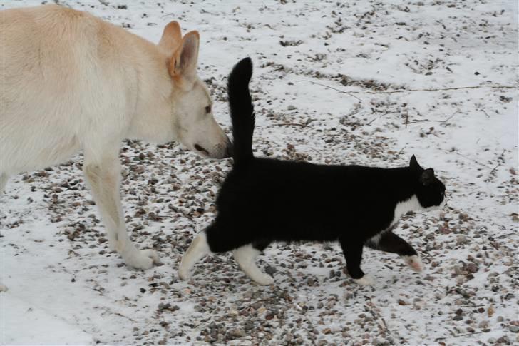 Huskat Thorkild - Skrid med den kolde snude... billede 9