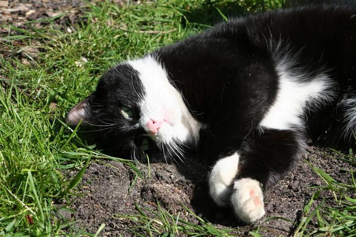 Huskat Thorkild - Sommer, varm og lækker. billede 10