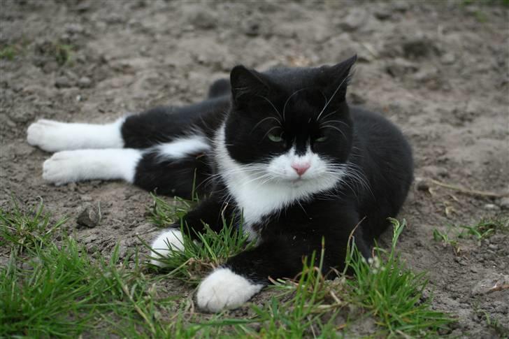 Huskat Thorkild - Smukkeste Thorkild billede 11