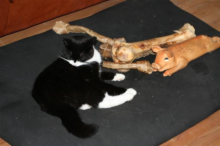 Huskat Thorkild - Thorkild har invaderet hundens seng med kødben og pivedyr billede 12