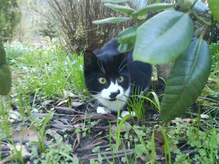 Huskat Toby billede 10