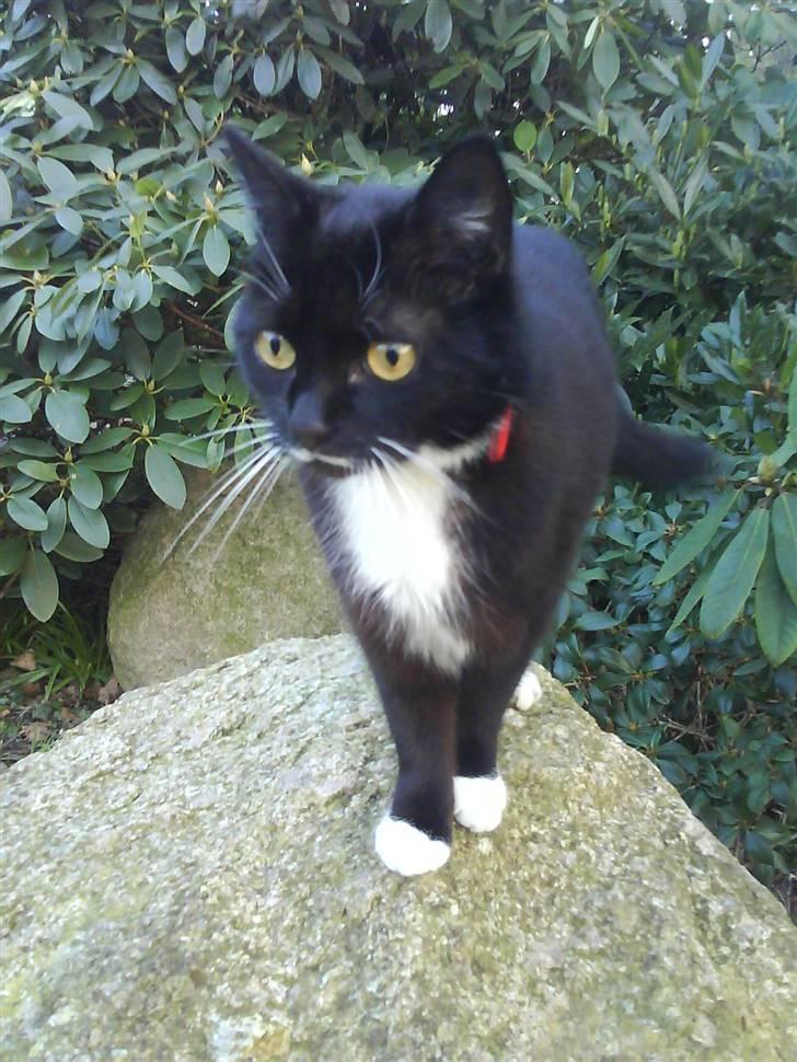 Huskat Lille My billede 7