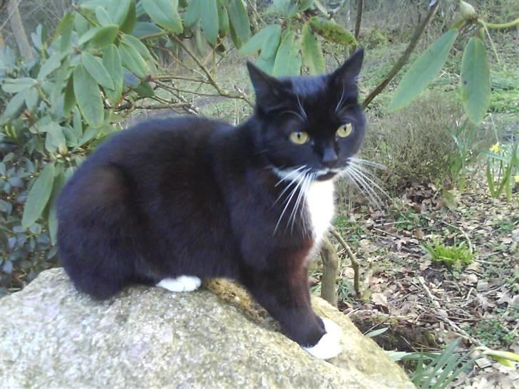 Huskat Lille My billede 8