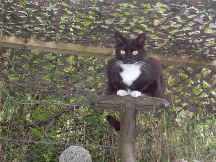 Blanding af racer fie - hej freja skal vi lege billede 11