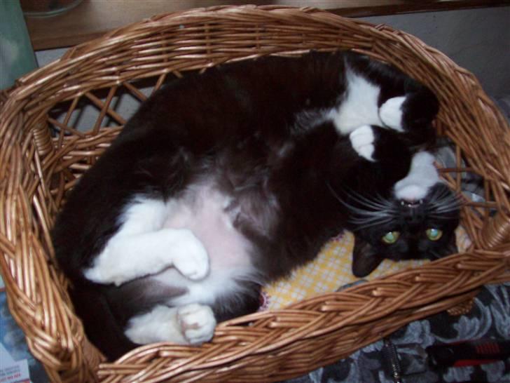 Blanding af racer fie - en rigtig tepotte  billede 12