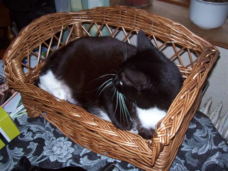 Blanding af racer fie - nu vil jeg sove billede 13