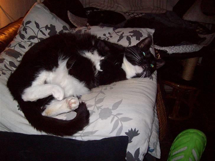 Blanding af racer fie -  smukke kælefis  billede 15