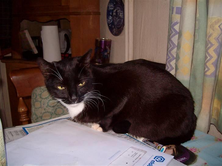 Blanding af racer fie - aaah dejligt tæppe billede 16