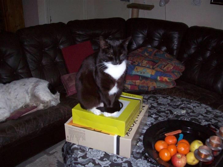 Blanding af racer fie - mors og fars ure kan jeg også bruge <overblik< billede 17