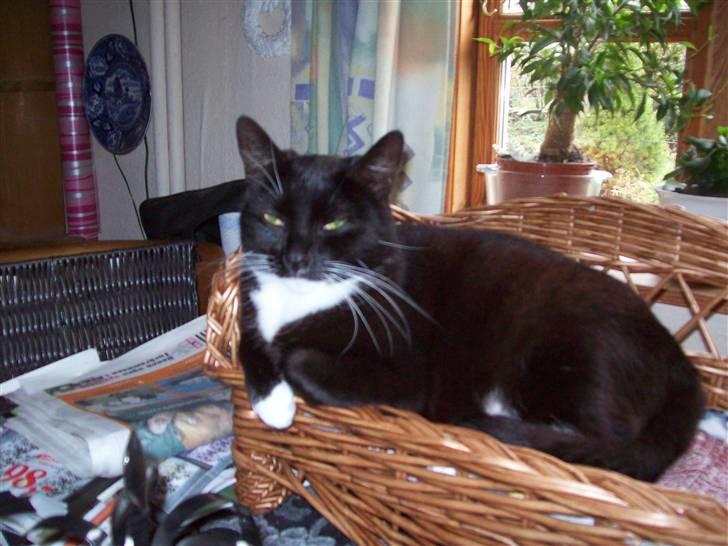 Blanding af racer fie - Fie er lige vågen billede 18