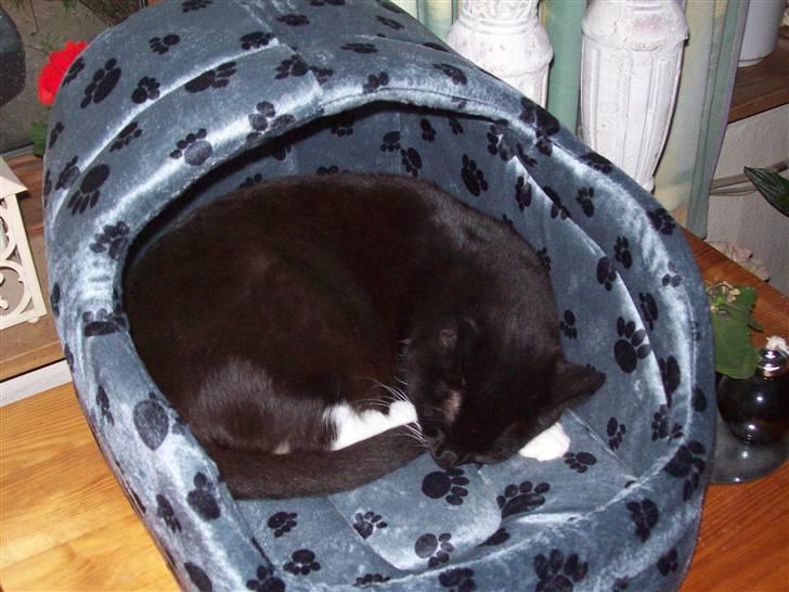 Blanding af racer fie - yes hulen for mig selv billede 19