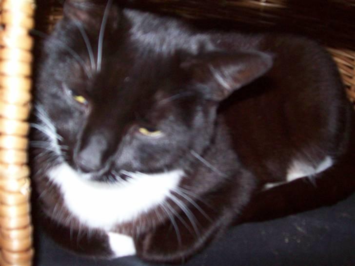 Blanding af racer fie - den her hule er også god billede 20