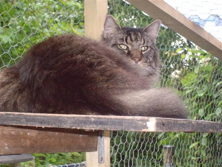 Maine Coon Digger    R:I:P: - Digger i den nye voliere  billede 15