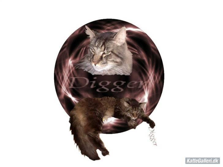 Maine Coon Digger    R:I:P: -  skønt billede lavet af en ven  billede 16