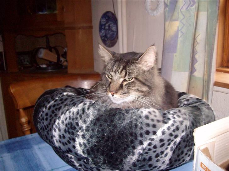 Maine Coon Digger    R:I:P: - AAAAah der er dejligt her i den nye seng  billede 17