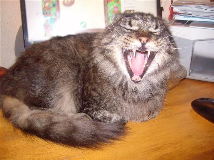 Maine Coon Digger    R:I:P: - ZZZZ  ZZZZ billede 18