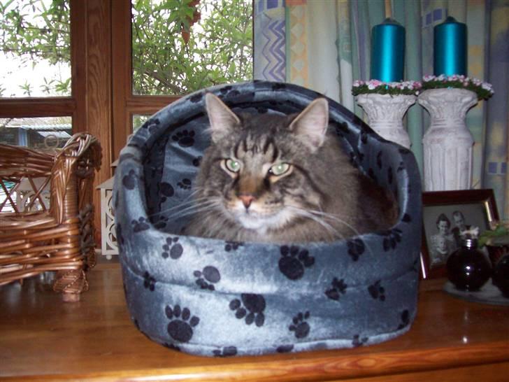 Maine Coon Digger    R:I:P: - dejlig hule  billede 19