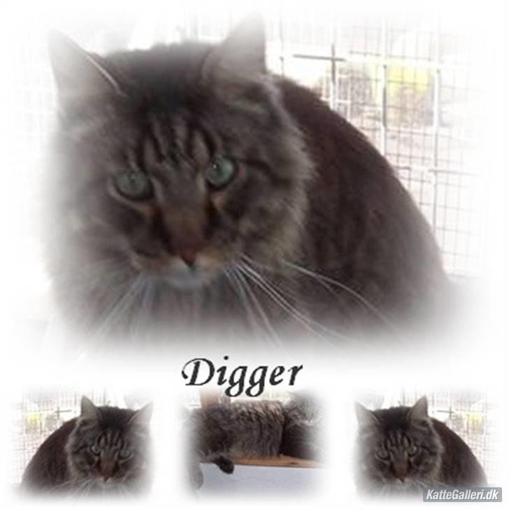 Maine Coon Digger    R:I:P: billede 20