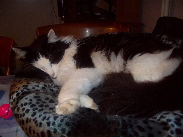 Blanding af racer Pussi - Pussi hygger sig i den nye seng  billede 17