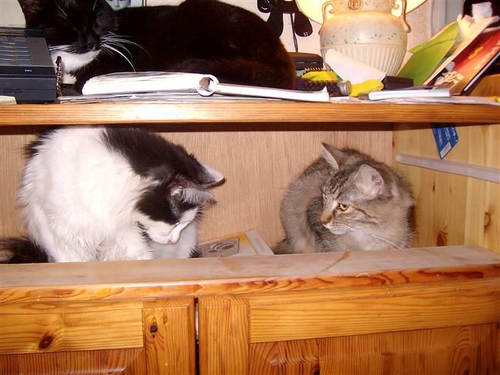 Blanding af racer Pussi - Skuffen ud og ind med Freja og Pussi ,de to fræksakker ,med Fie på toppen  billede 18