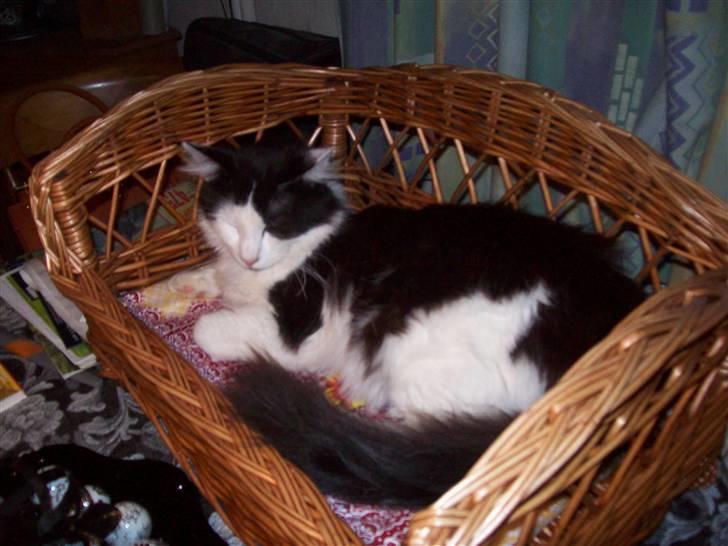 Blanding af racer Pussi - yes min egen seng billede 19