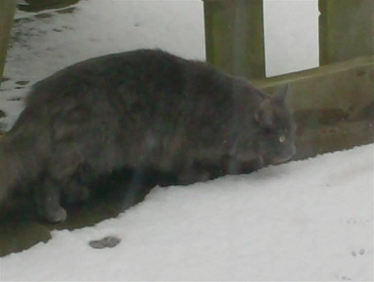 Norsk Skovkat Ballou - hmmm?! Sne hvad er det for noget? billede 3