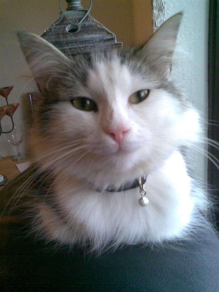 Norsk Skovkat Trille billede 10