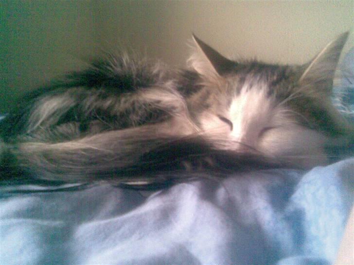 Norsk Skovkat Trille billede 11