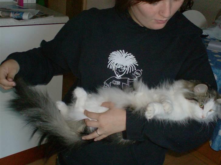 Norsk Skovkat Trille - sæt mig ned mor! billede 13