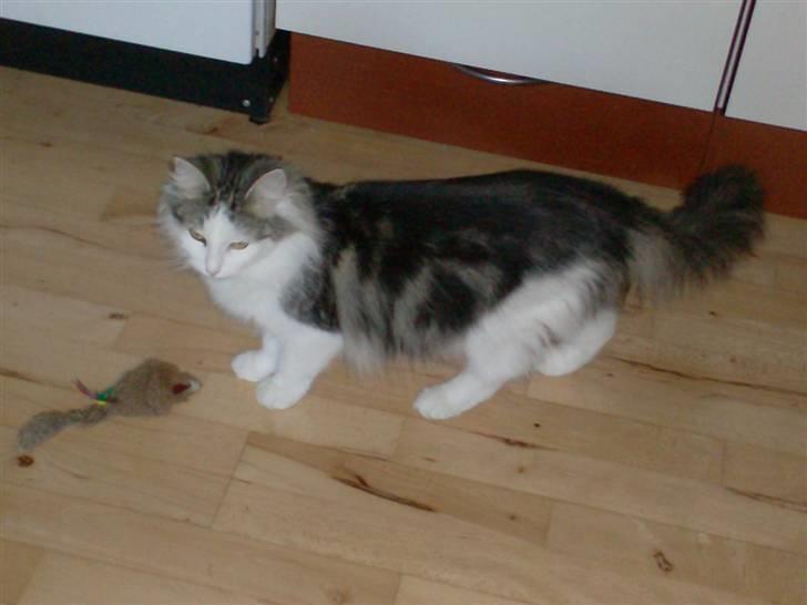 Norsk Skovkat Trille - hvad sker der nu? dåsemad på vej?? billede 14