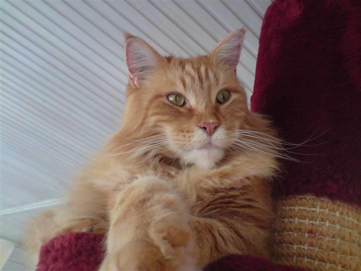 Maine Coon Gandalf - total god udsigt heroppe fra..  billede 9