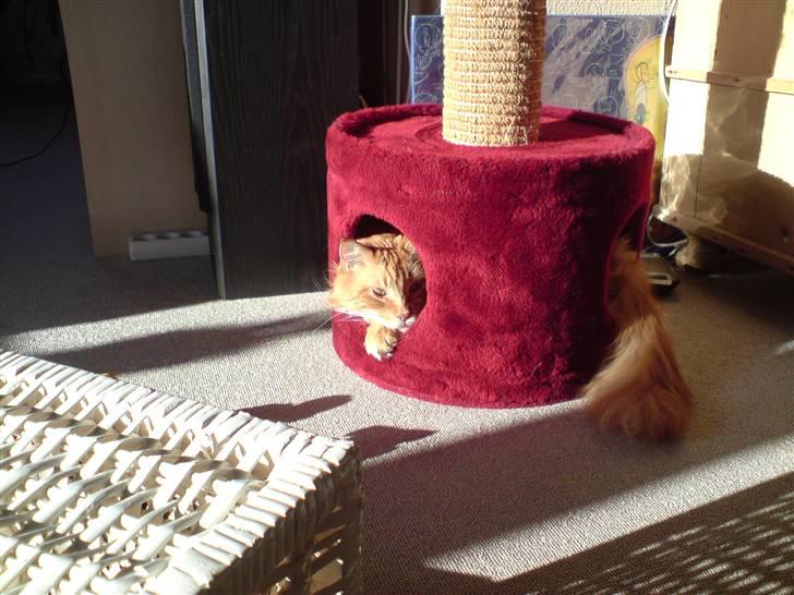 Maine Coon Gandalf - Fuck der er trangt.. den ku godt være lidt større den hule..  billede 10